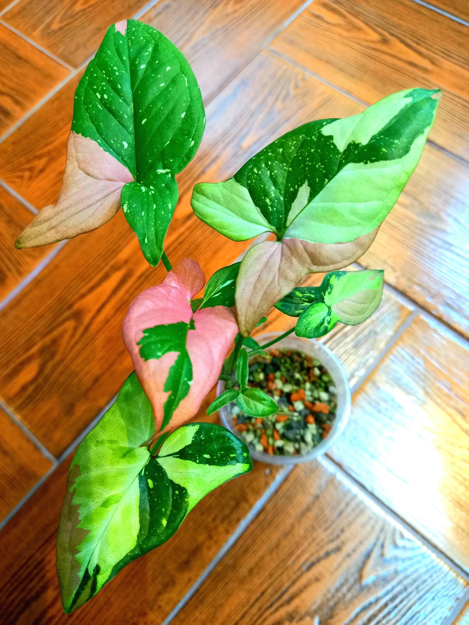 Syngonium Tricolor, Red Spot,Confetti , Pink Sp. itd