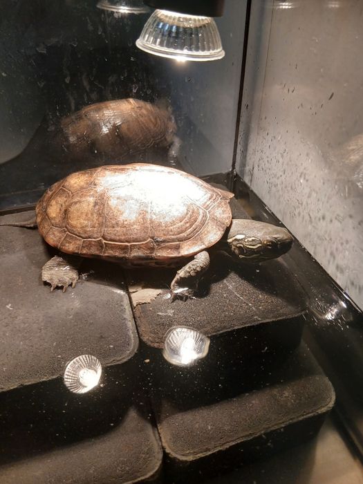 Żółwie chińskie samice