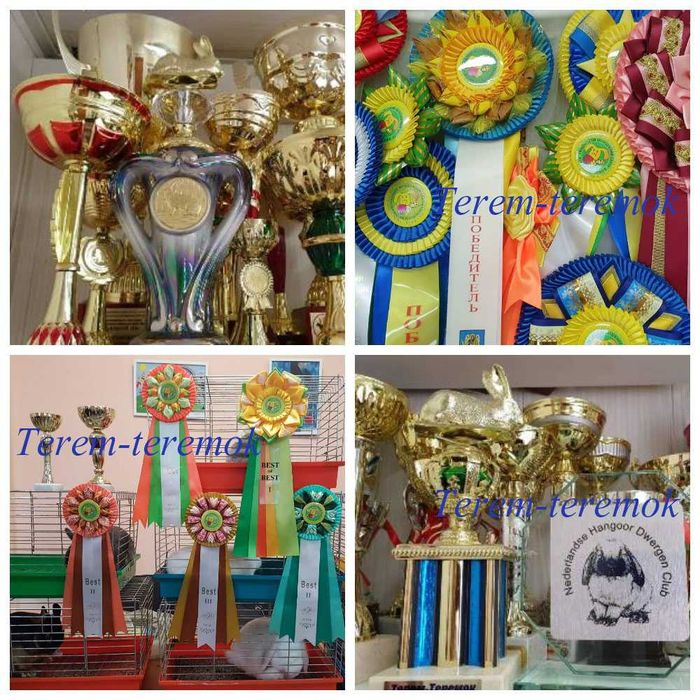 Декоративные грызуны! Карликовые домашние любимцы!