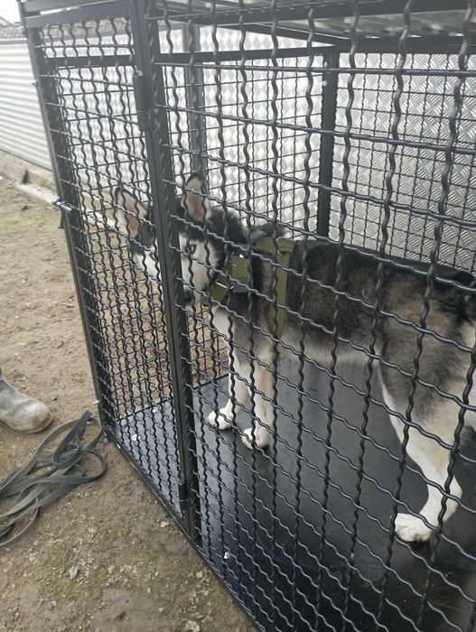 Молодий хаскі  трьох років шукає дівчину для в'язки.