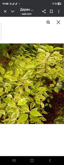 Дерен  Буча велики