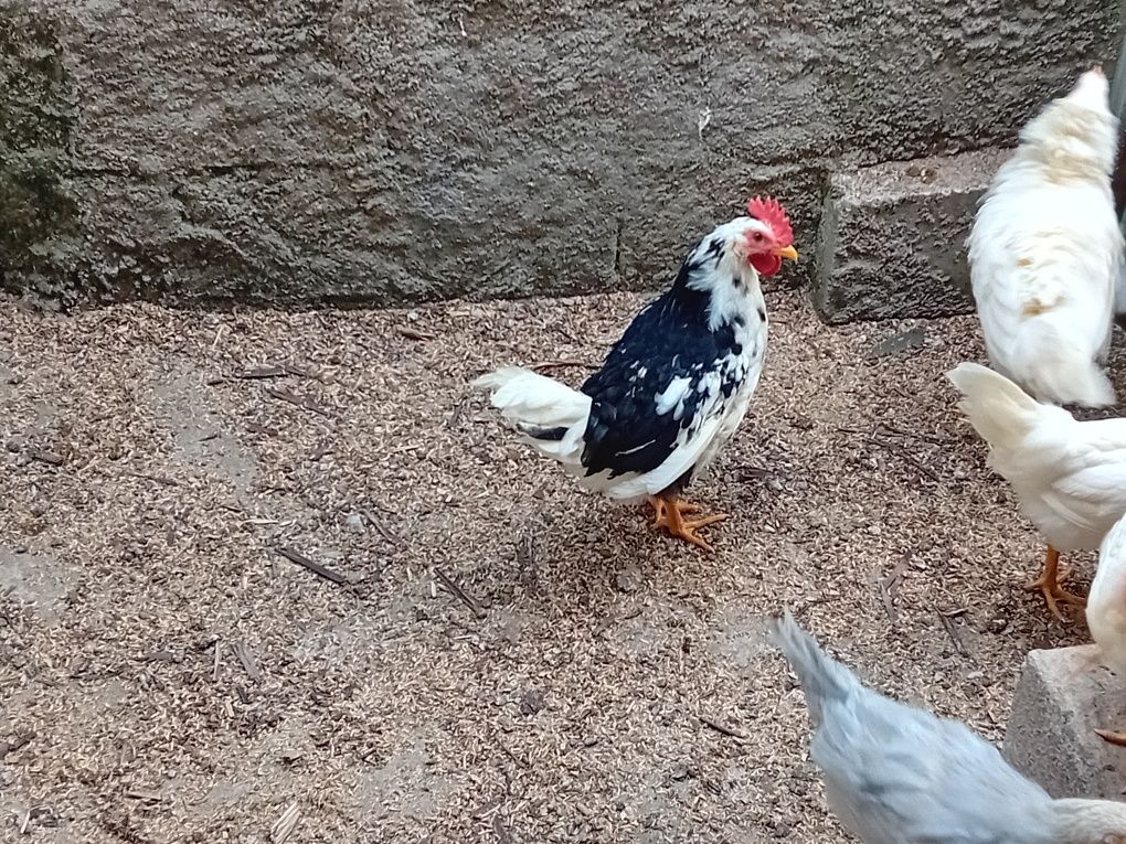Leghorn isabella, exchequer