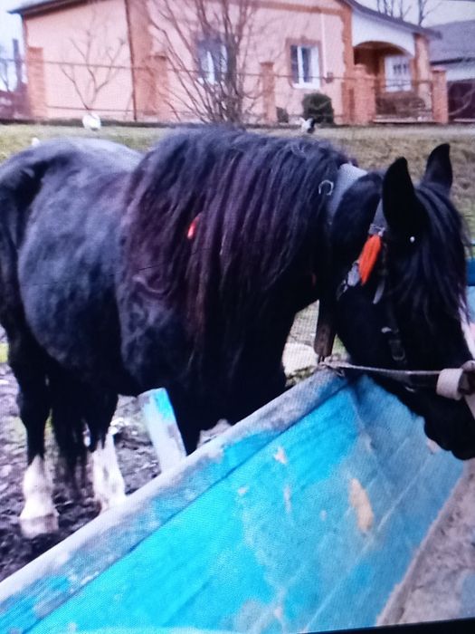 Продається кобила!