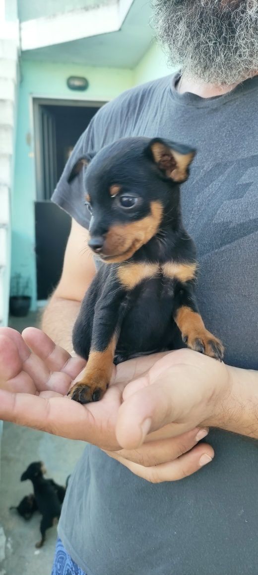 Pinscher fêmea com 2 meses