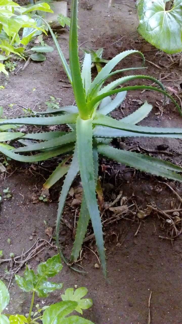 Catos adultos grandes Aloe Vera com mais de 3 anos até 1 metro altura