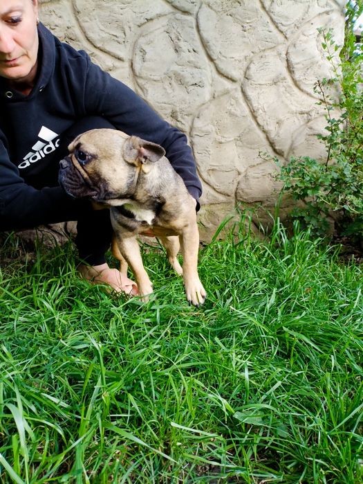 Француженки 2.5-3.5роки