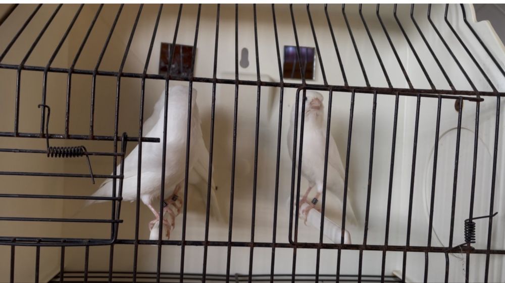 Canario branco recisivo