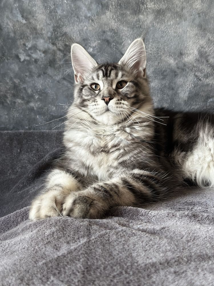 Catinho Maine Coon com pedigree