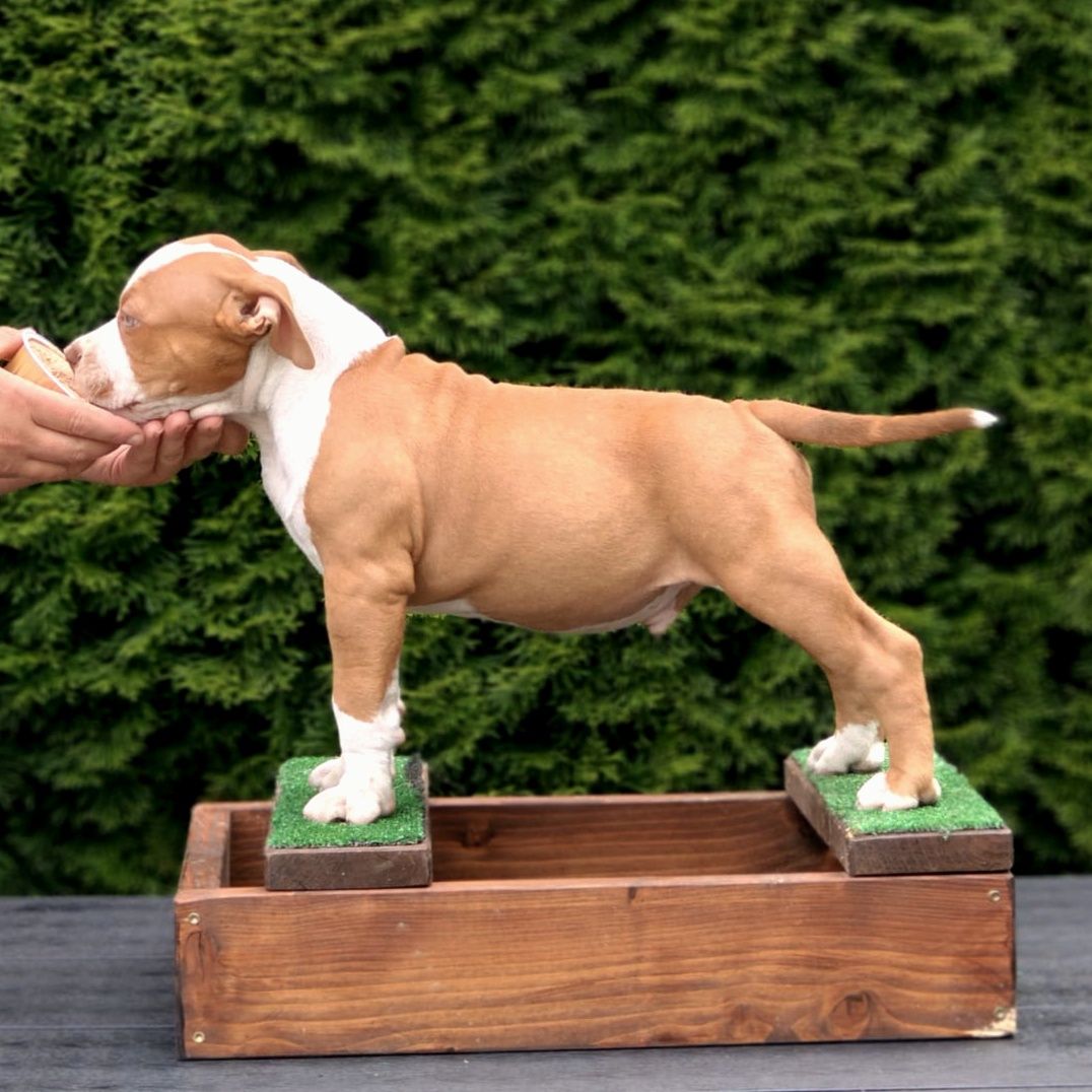 American Bully z metrykami ABKC.