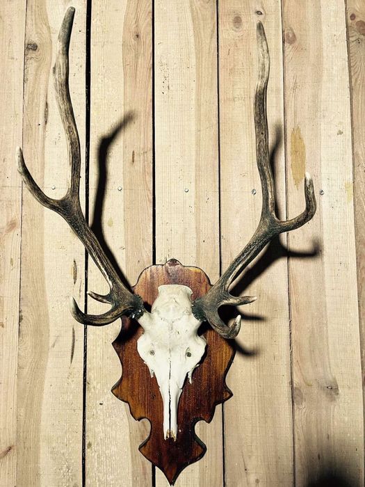 Роги оленя, якісна робота