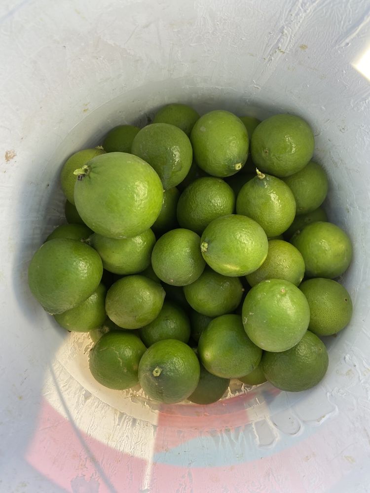 Limas Citrinos..