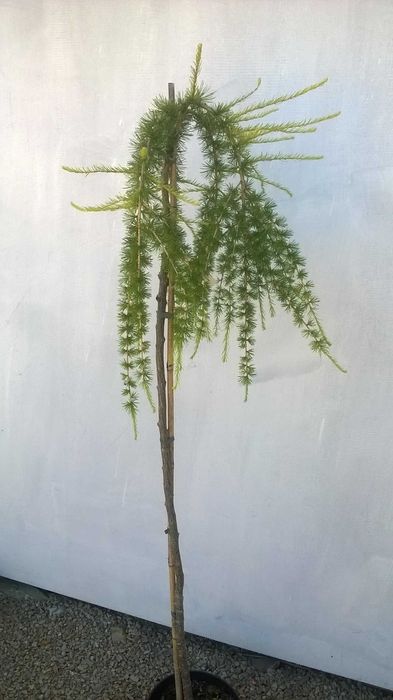 Modrzew płaczący PENDULA szczepiony NA PNIU wys. 150 cm