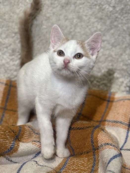 Kocie dziecko prosi o dom bialo rudy Peanut