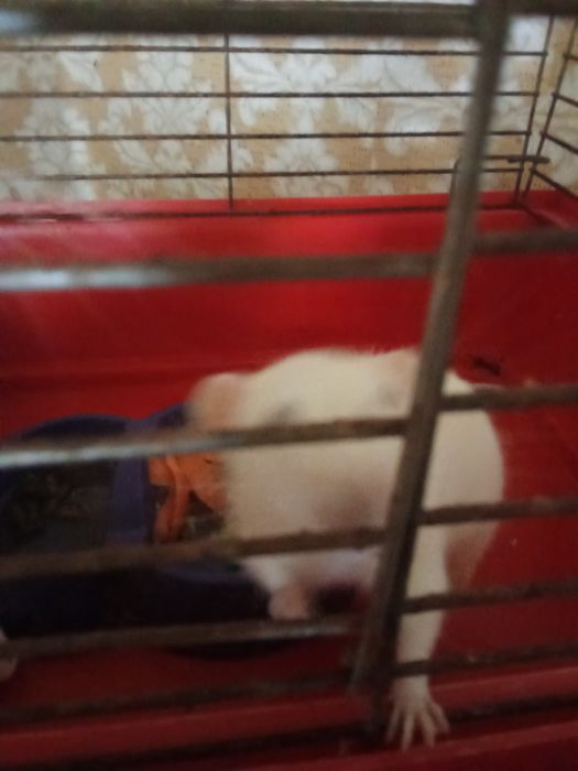 Отдам крыс в добрые руки