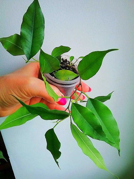 Фікус Бенджаміна Екзотика(Бенджаміна ‘Exotica’)