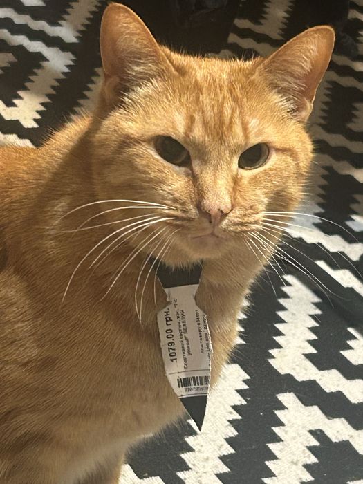 Рудий пухнастий котик рижий котик