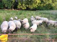 Owce baranki jagnięta