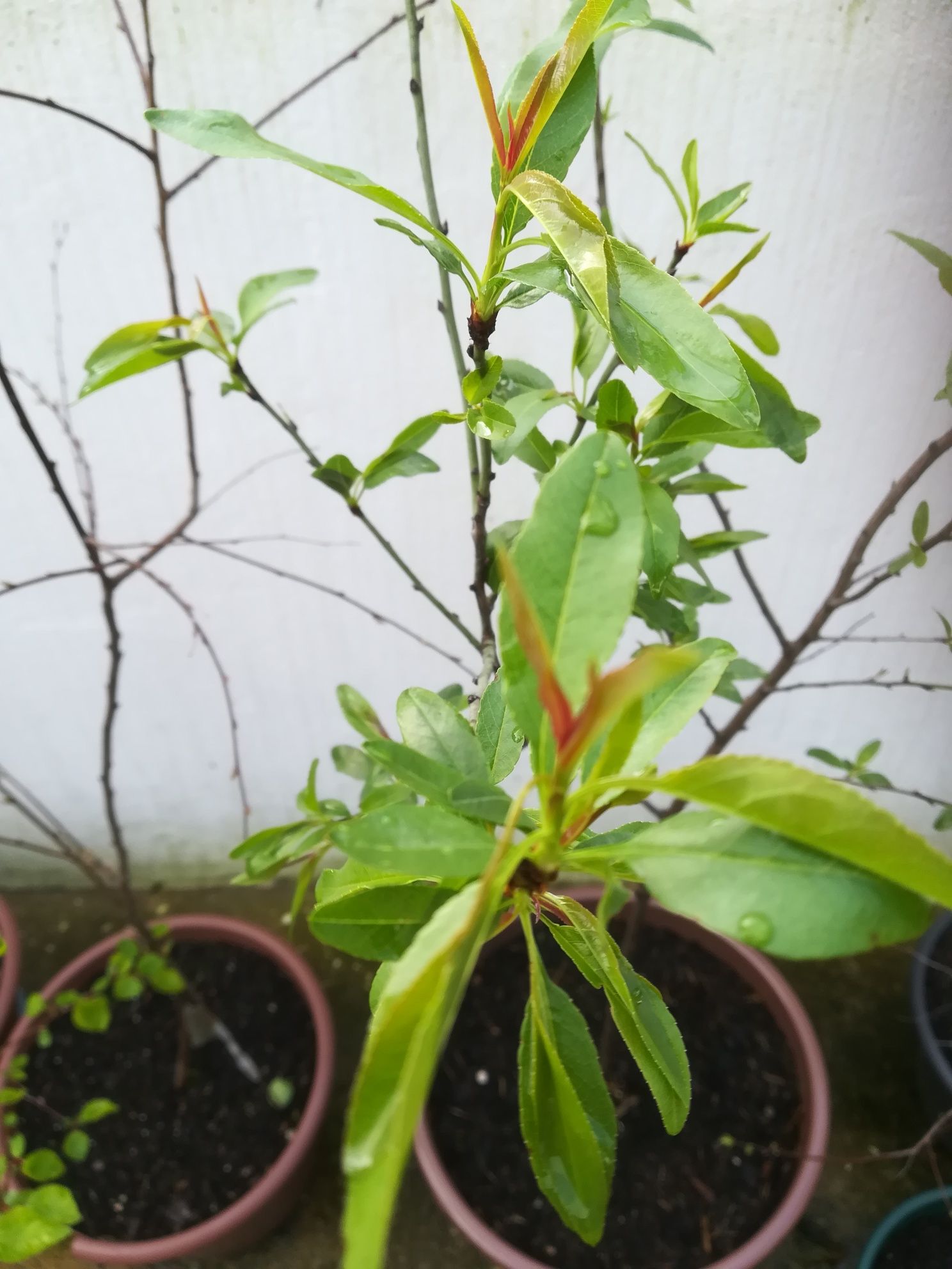 Amendoeira com mais de três anos em vaso