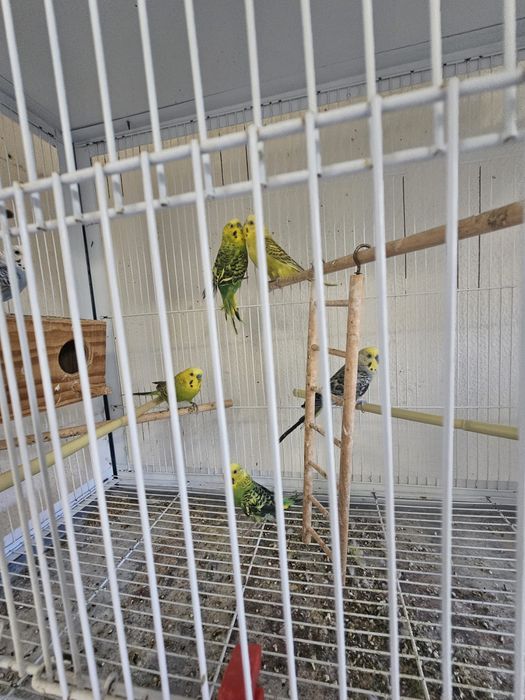Vendo periquitos