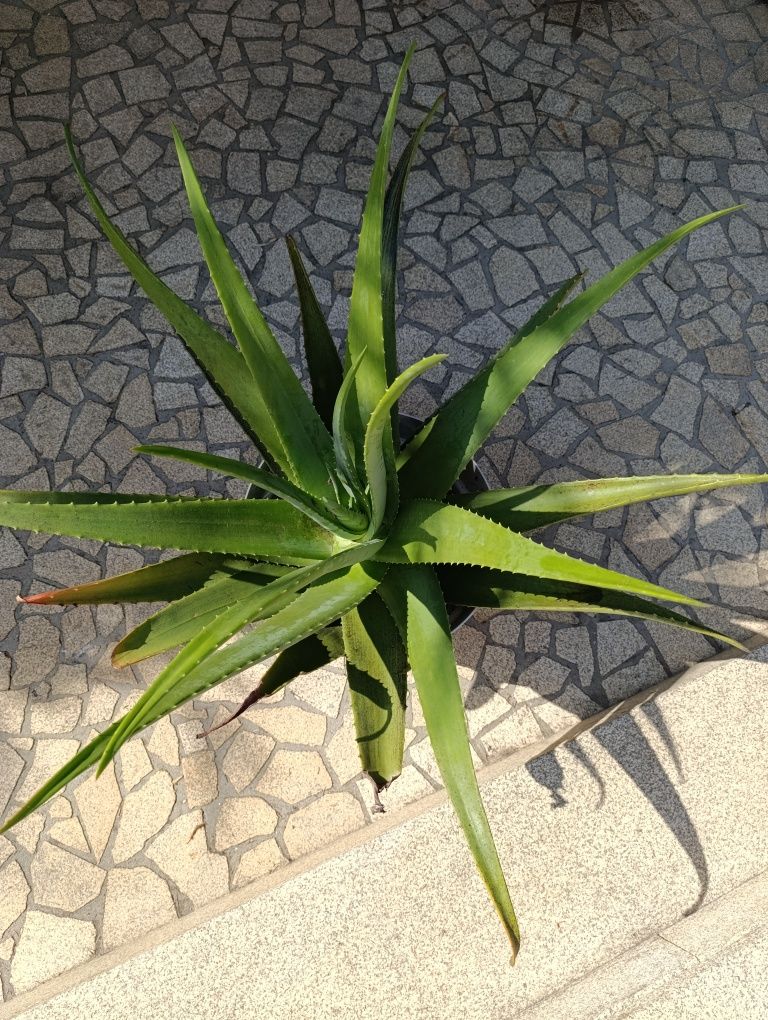Vaso com planta Aloe Vera