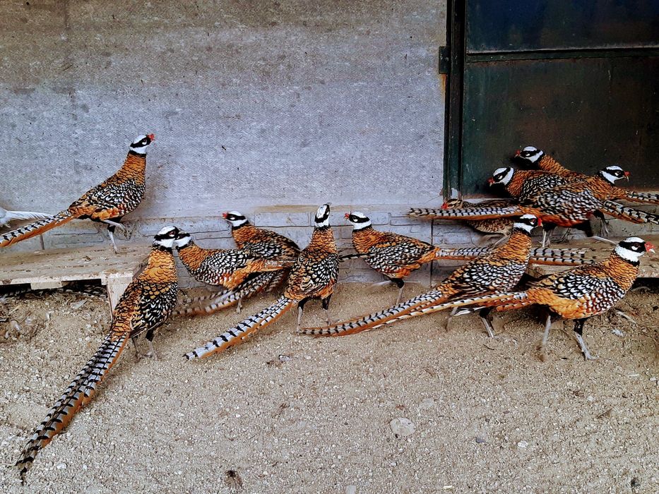 Королівський фазан продам