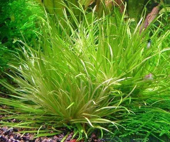 blyxa japonika trawka