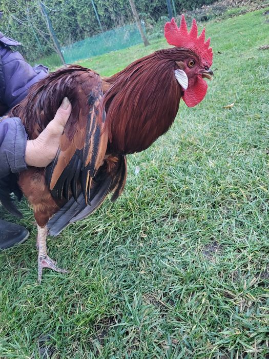 Kogut czerwony młody