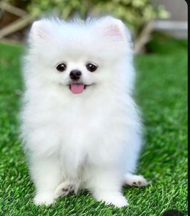 Spitz / Lulu Pomerânia mini