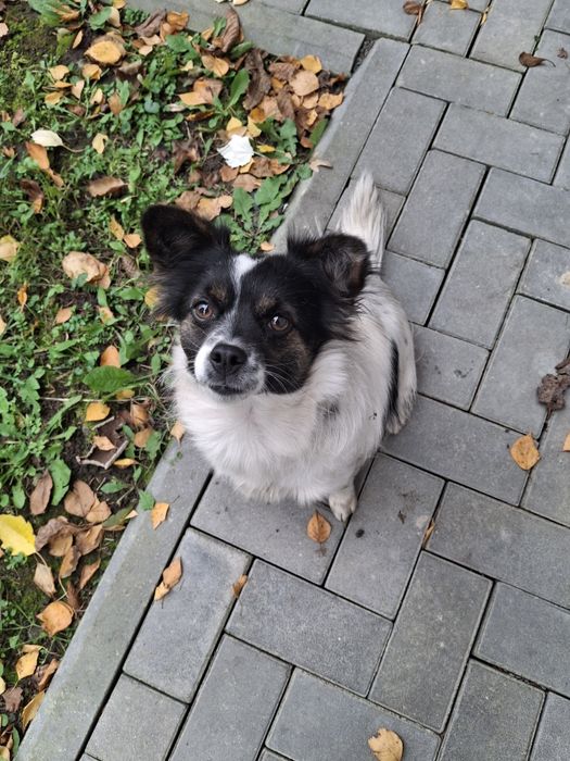 Шукає дім стерилізована собачка