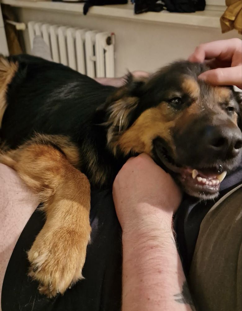 Uroczy piesek w typie owczarka do adopcji