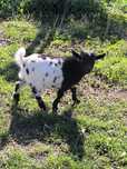 Cabrito anão macho