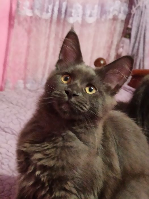 Розплідник,,Марсель ''пропонує мейн кунів.