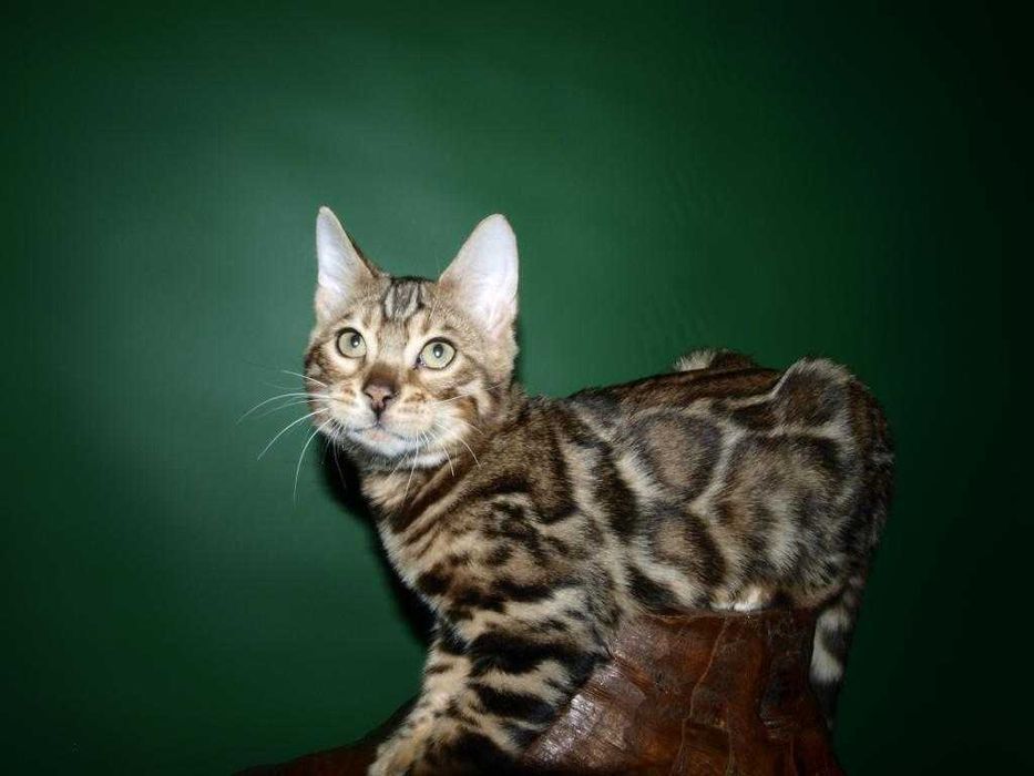 Отличный котенок.Мальчик. Документы.