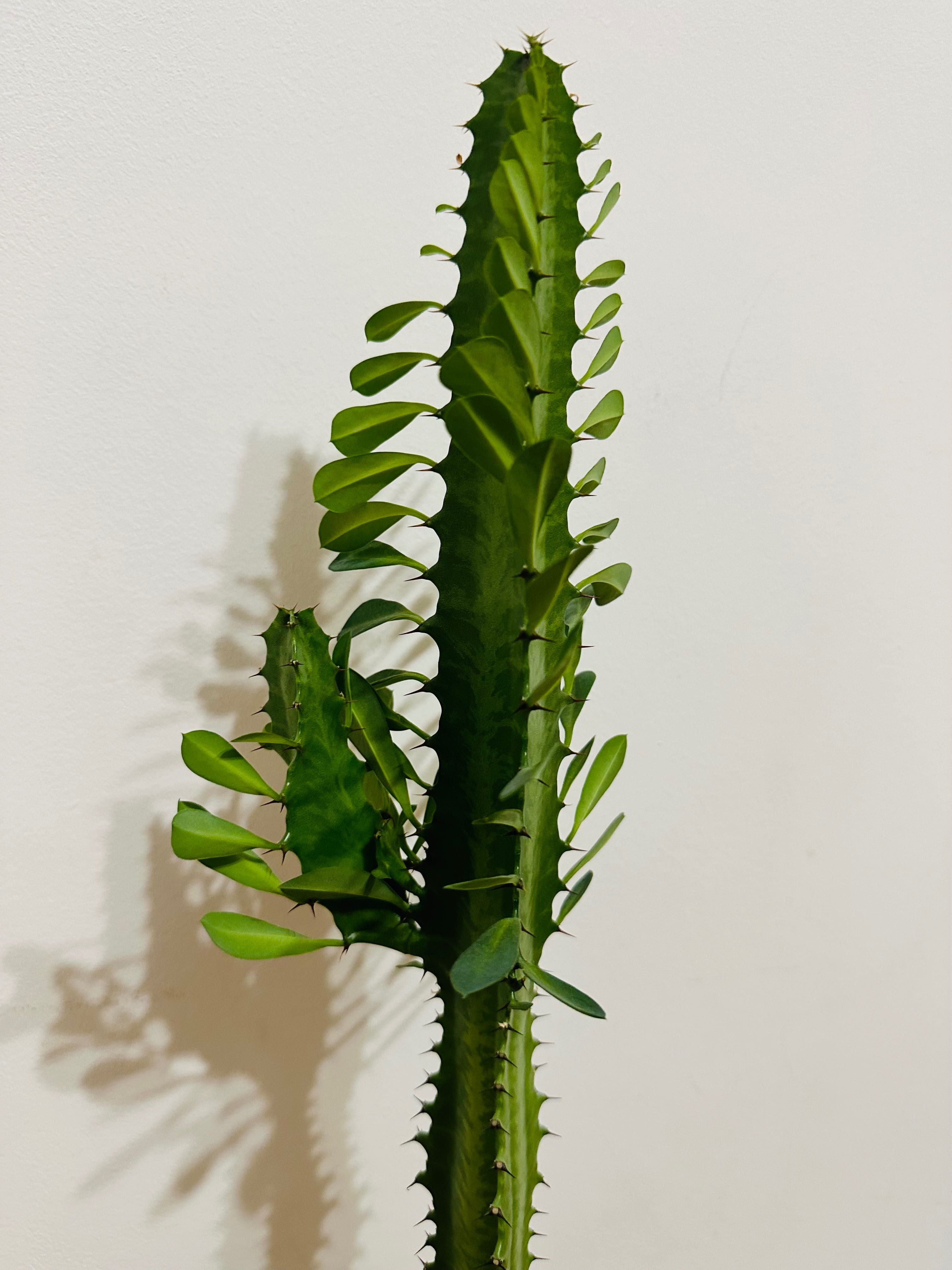 Kaktus wilczomlecz roślina zielona