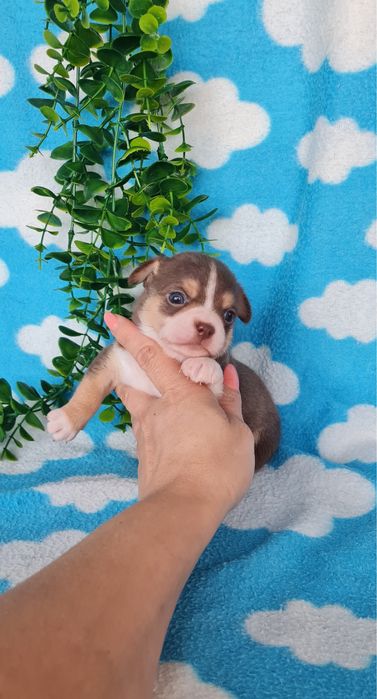 Excecional chocolatinho Chihuahua/Chiuaua de Qualidade