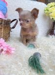 Cudowny liliowy piesek chihuahua FCI