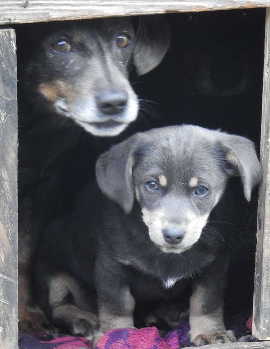 Szczeniak do adopcji, za darmo