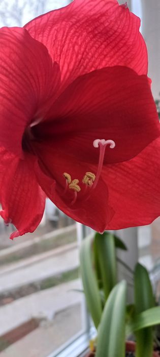 Вазон Амариліс продам