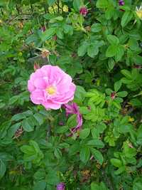 Пелюстки Карпатської ружі Лепестки Чайная роза