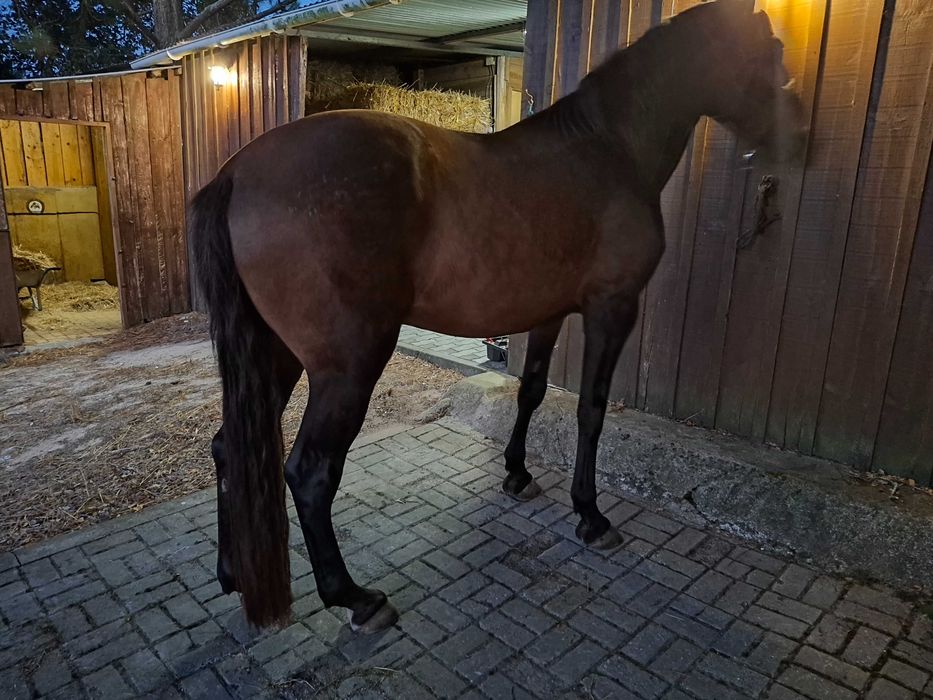 Cavalo cruzado - castrado - 12 anos