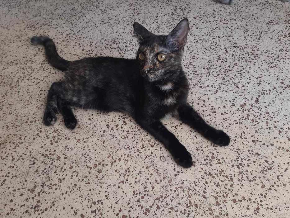 Выбирайте котенка. Котята бесплатно. Кот. Кошка. Даром. Котенок