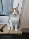 Menino scottish golden bicolor