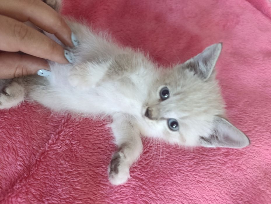 Котик тайський окрас  шукає дім котенок