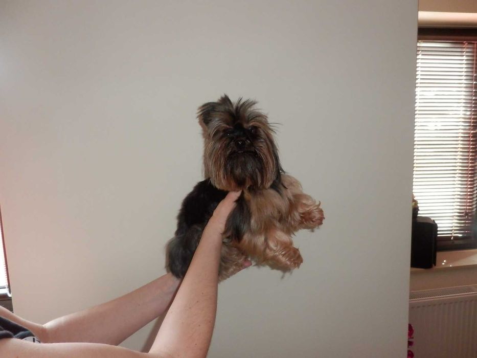 York Yorkshire Terier śliczna  mini sunia