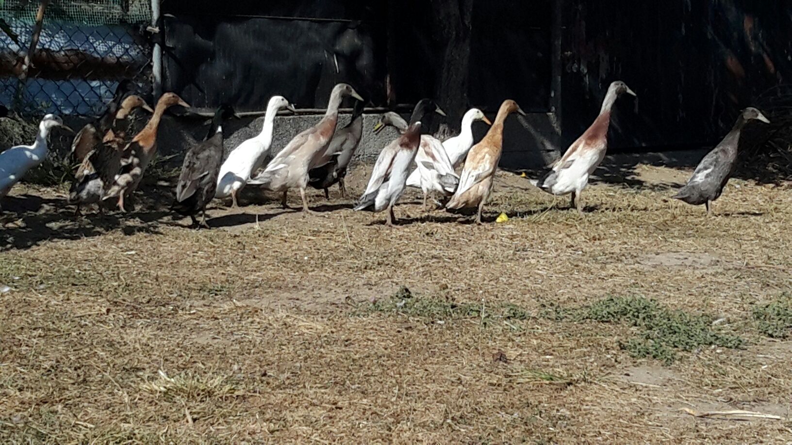 Aves/ Galinhas / Patos