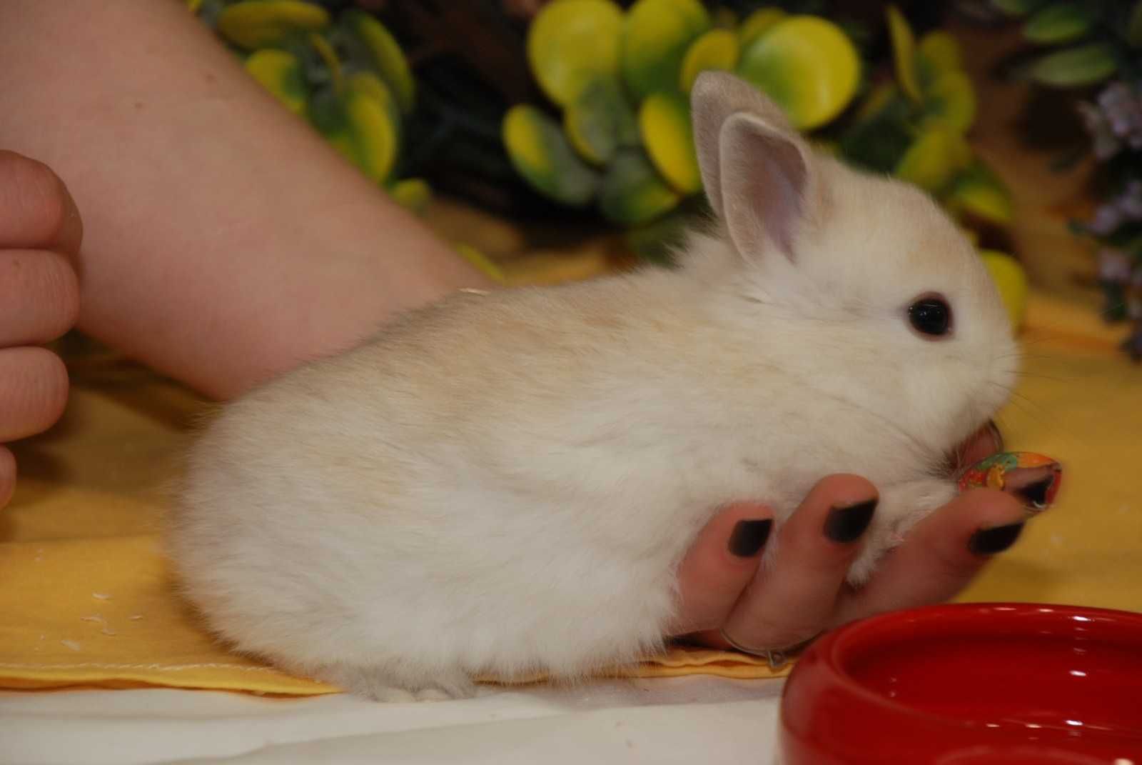 Декоративные кролики - милые очаровашки. Окрас молочная шампань
