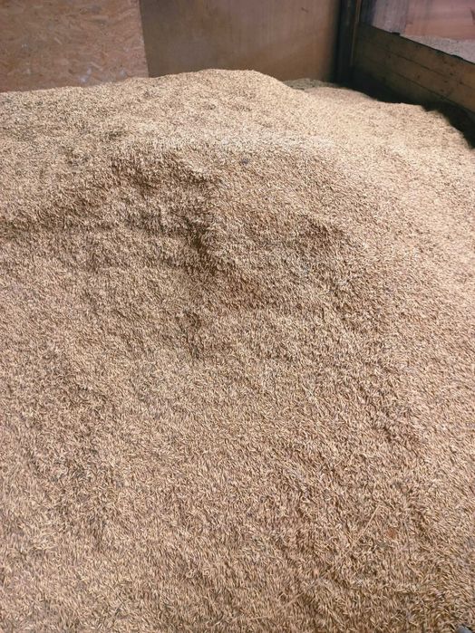 Owies Mieszanka zbożowa owies-jęczmień