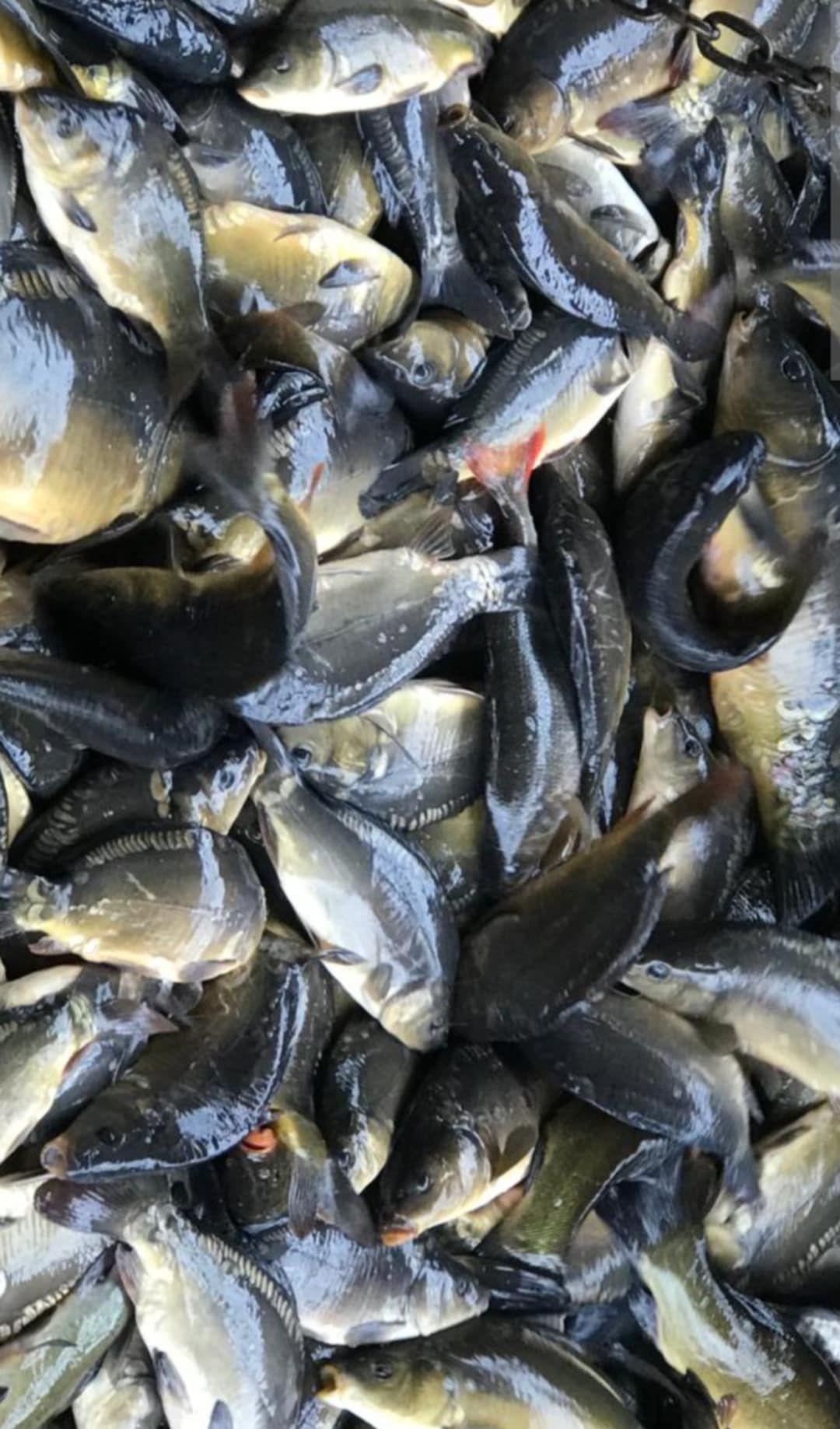 Jesiotr,Amur,Karp,Tołpyga,Lin,Narybek,Ryby do stawu,karaś,karp koi,