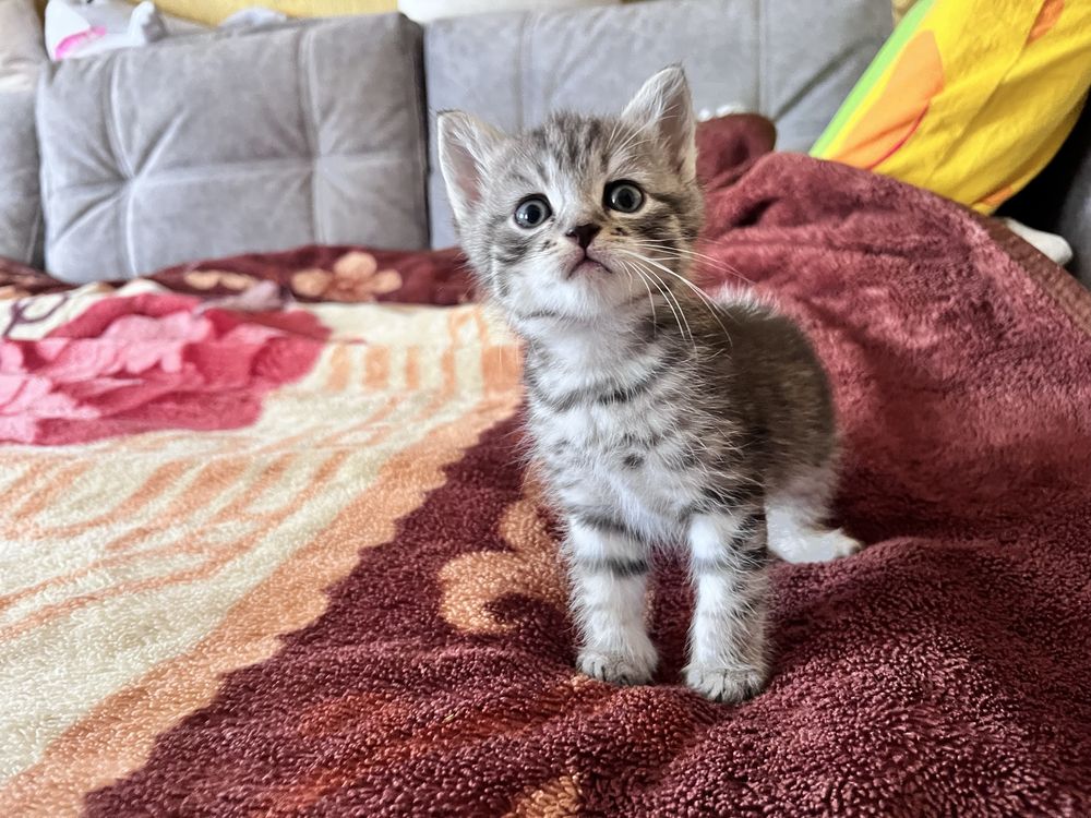 Віддам в хороші руки кошенят(2 котика і 1 кішка)