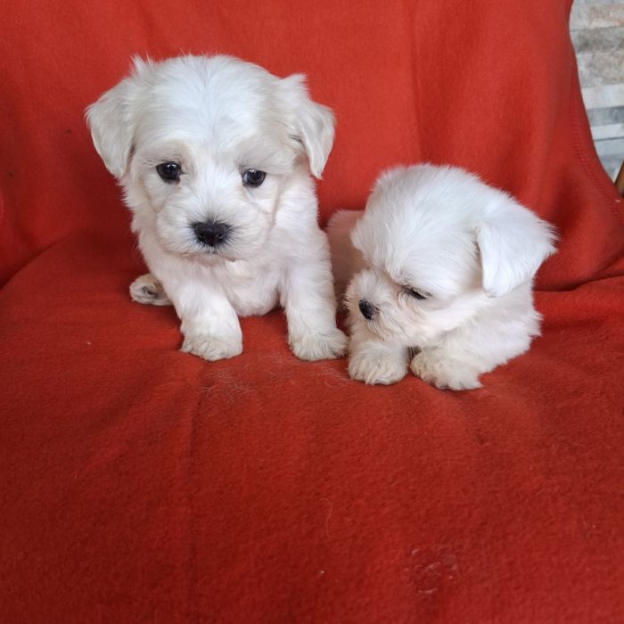 Maltańczyk sunia rodowód +wyprawka